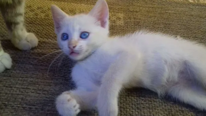 Gato ra a Não sei. São peludos. idade Abaixo de 2 meses nome Não dei nomes.