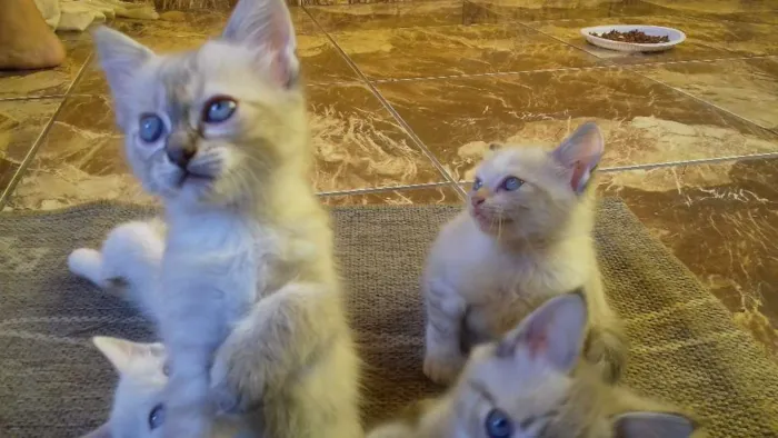 Gato ra a Não sei. São peludos. idade Abaixo de 2 meses nome Não dei nomes.