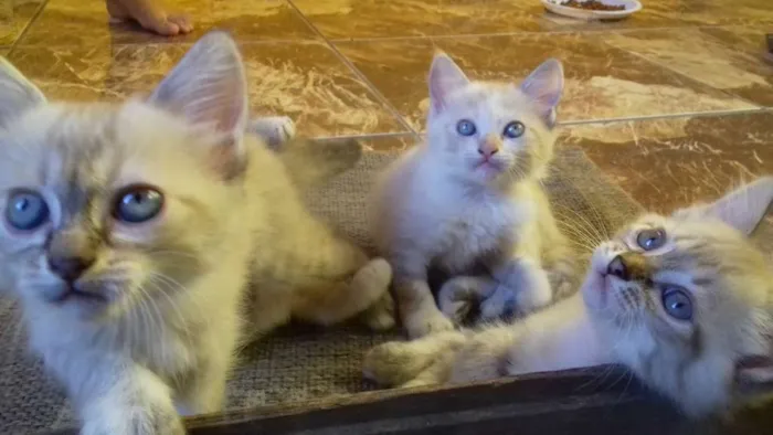Gato ra a Não sei. São peludos. idade Abaixo de 2 meses nome Não dei nomes.