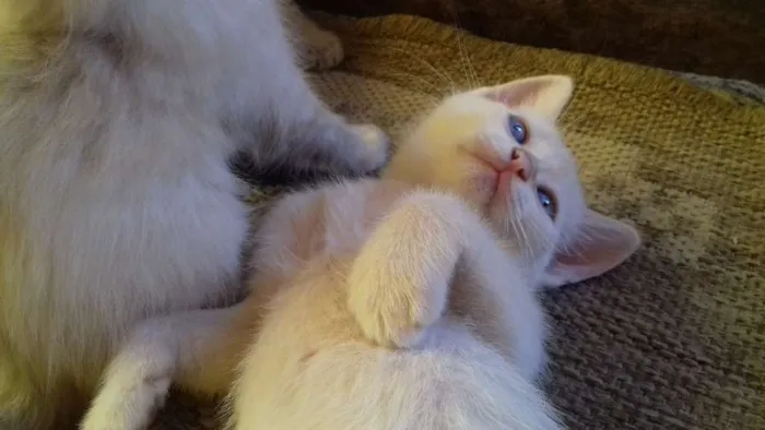 Gato ra a Não sei. São peludos. idade Abaixo de 2 meses nome Não dei nomes.