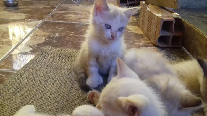 Gato ra a Não sei. São peludos. idade Abaixo de 2 meses nome Não dei nomes.