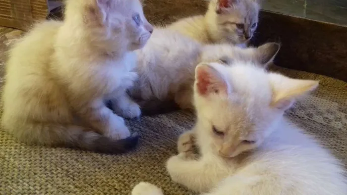 Gato ra a Não sei. São peludos. idade Abaixo de 2 meses nome Não dei nomes.