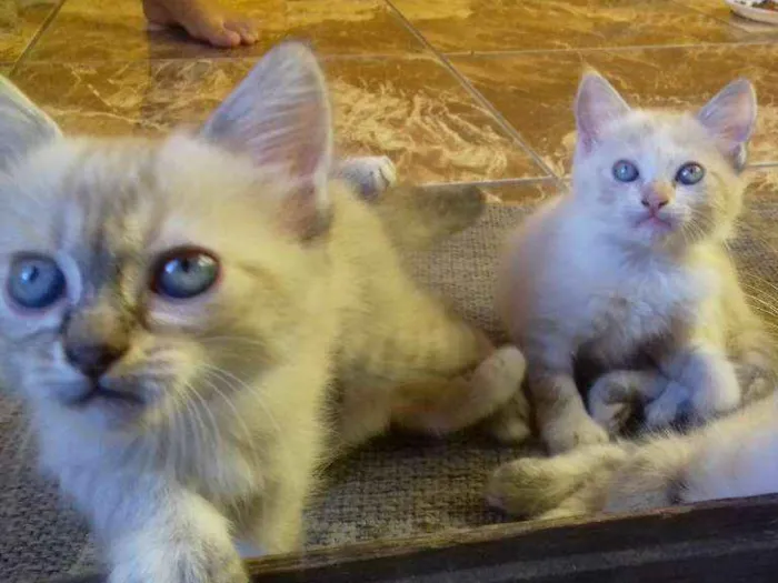 Gato ra a Não sei. São peludos. idade Abaixo de 2 meses nome Não dei nomes.