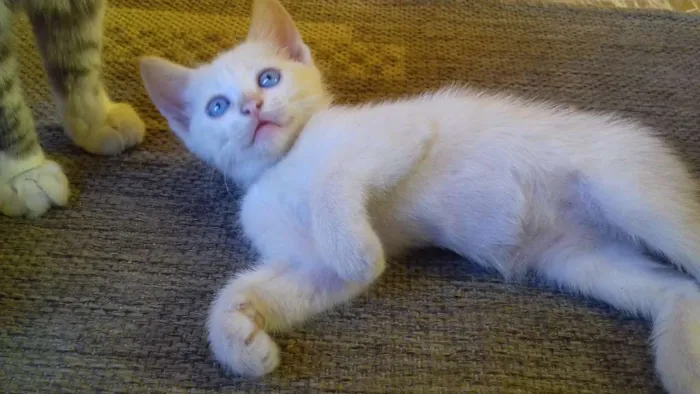 Gato ra a Não sei. São peludos. idade Abaixo de 2 meses nome Não dei nomes.