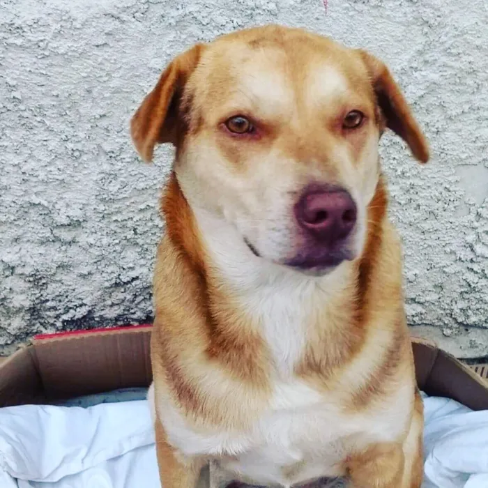 Cachorro ra a Labrador  idade 2 anos nome Spike