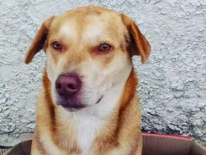 Cachorro ra a Labrador  idade 2 anos nome Spike