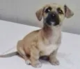 PITOCO