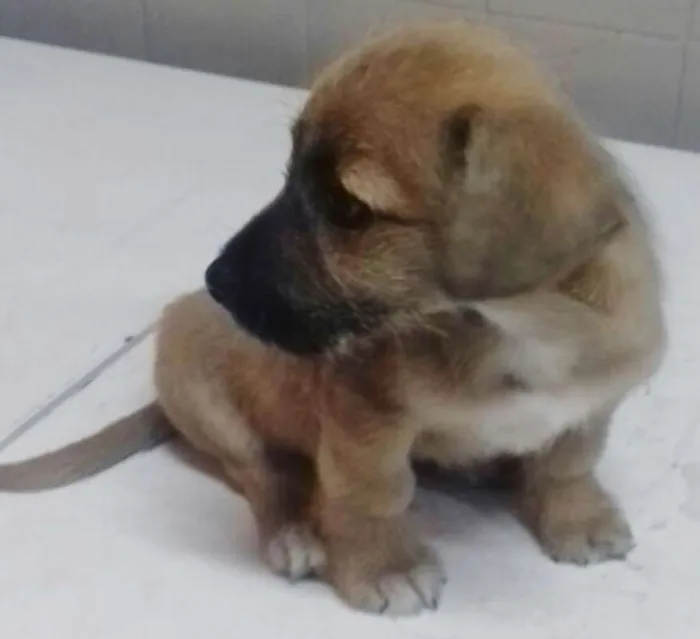 Cachorro ra a SRD idade 2 a 6 meses nome PITOCO