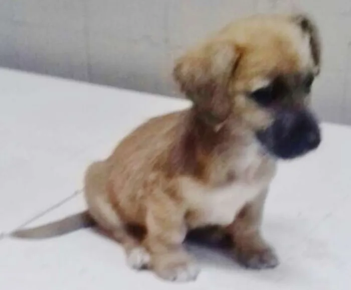 Cachorro ra a SRD idade 2 a 6 meses nome PITOCO