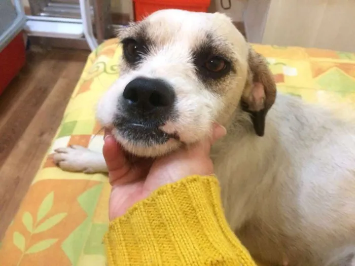 Cachorro ra a SRD idade 1 ano nome Snow