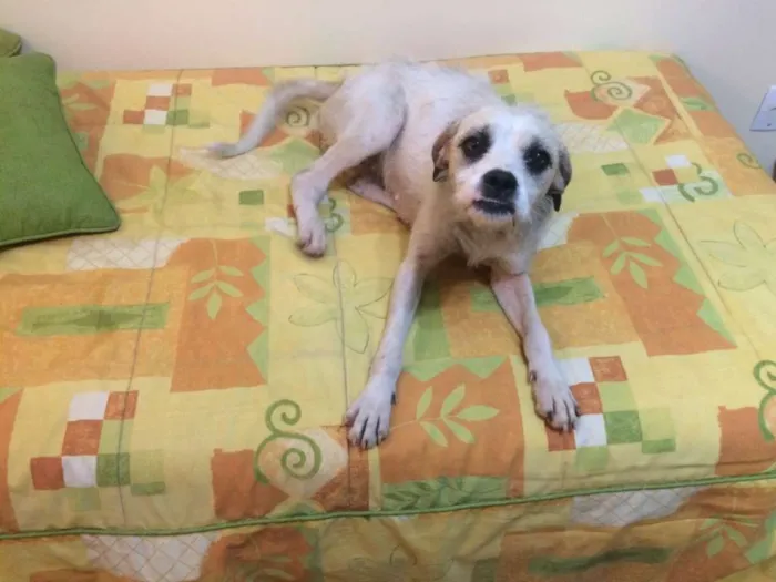 Cachorro ra a SRD idade 1 ano nome Snow