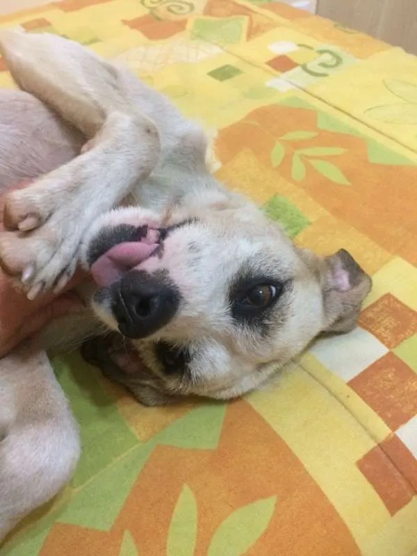 Cachorro ra a SRD idade 1 ano nome Snow