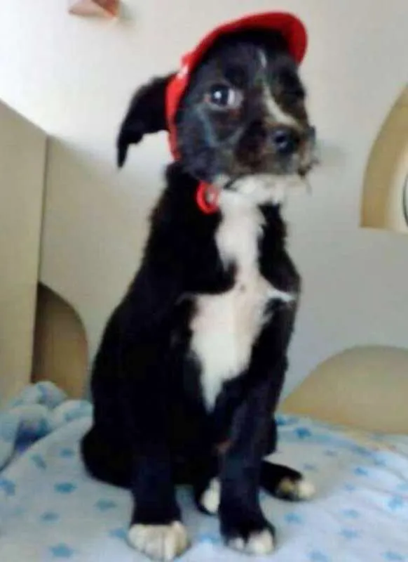 Cachorro ra a SRD idade 2 a 6 meses nome PICHOCHÓ
