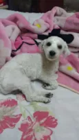 Pipoca