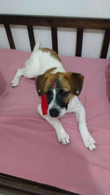 Cachorro ra a srd idade 7 a 11 meses nome Vitoria