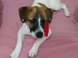 Cachorro raça srd idade 7 a 11 meses nome Vitoria