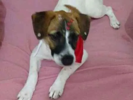 Cachorro ra a srd idade 7 a 11 meses nome Vitoria