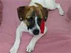 Cachorro raça srd idade 7 a 11 meses nome Vitoria