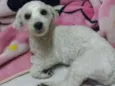 Pipoca