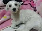 Cachorro raça poodle idade 7 a 11 meses nome Pipoca