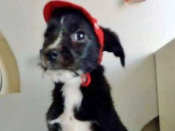 Cachorro ra a SRD idade 2 a 6 meses nome PICHOCHÓ