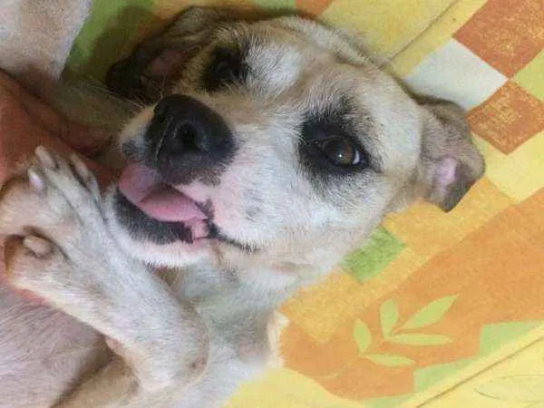 Cachorro ra a SRD idade 1 ano nome Snow
