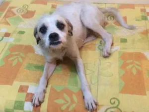 Cachorro raça SRD idade 1 ano nome Snow