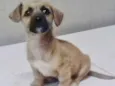 PITOCO