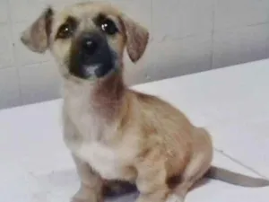 Cachorro raça SRD idade 2 a 6 meses nome PITOCO