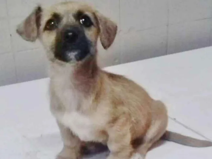 Cachorro ra a SRD idade 2 a 6 meses nome PITOCO