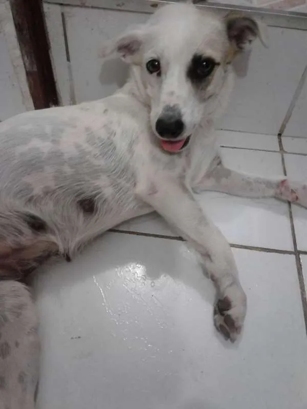 Cachorro ra a  idade  nome Sâmira