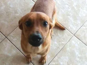Cachorro raça Indefinida idade 1 ano nome Fred