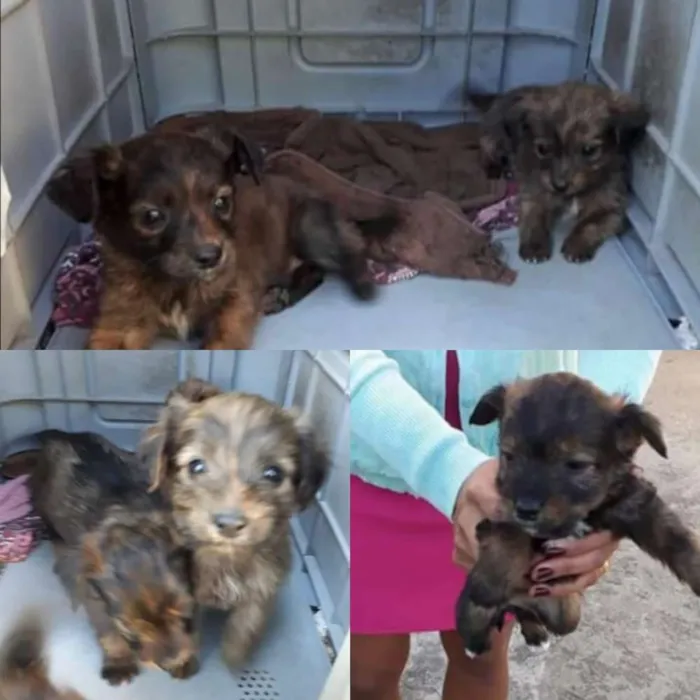 Cachorro raça Vira lata idade Abaixo de 2 meses nome Sem nome
