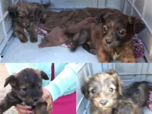 Cachorro raça Vira lata idade Abaixo de 2 meses nome Sem nome