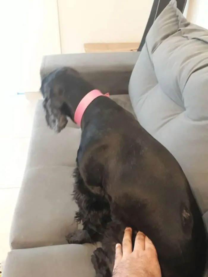 Cachorro ra a Cocker idade 5 anos nome Milly