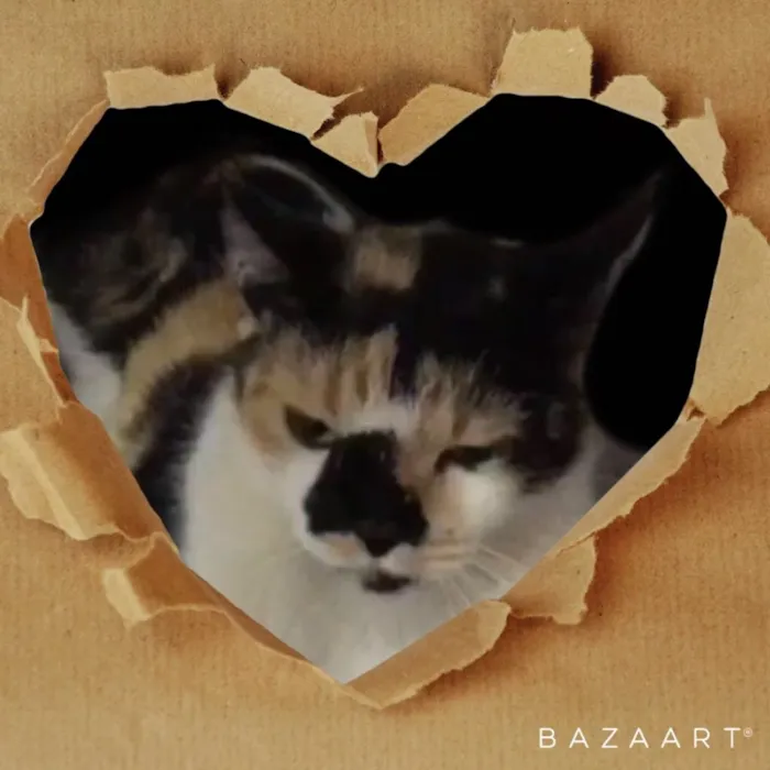 Gato ra a SRD idade 7 a 11 meses nome DOMINIQUE