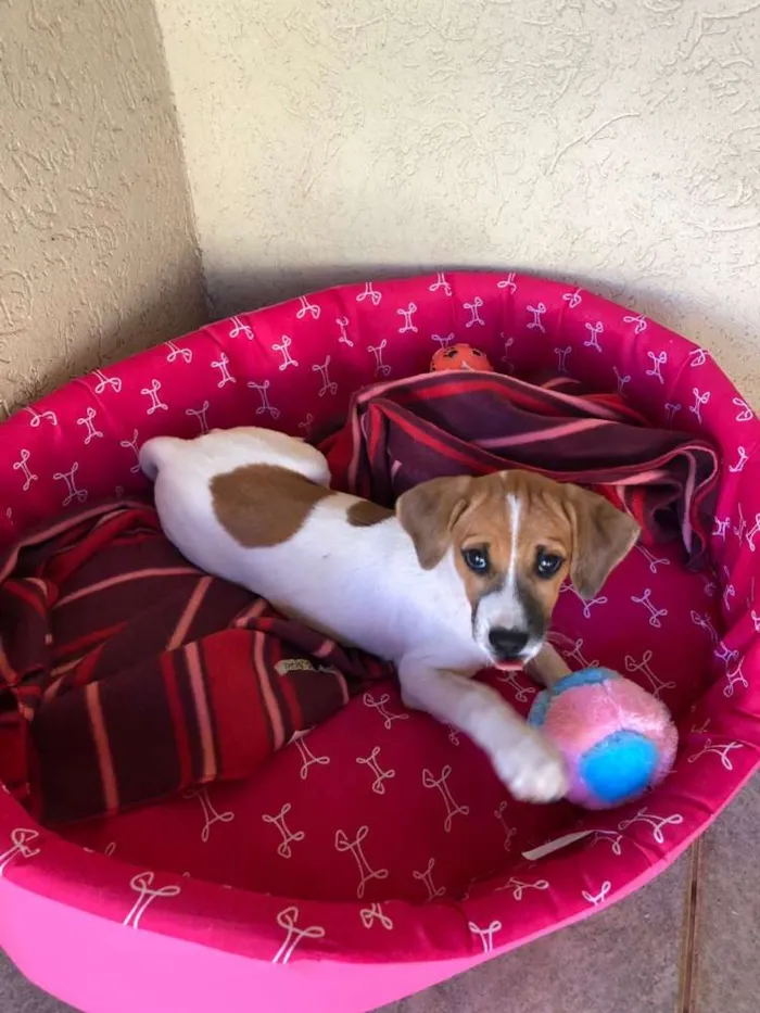 Cachorro ra a Sem raça definida idade 7 a 11 meses nome Filó