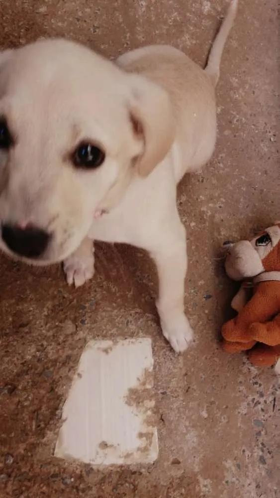 Cachorro ra a SRD com Labrador idade 2 a 6 meses nome Meg