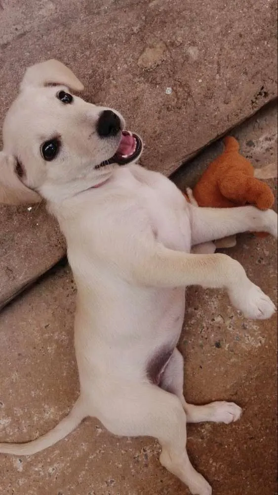 Cachorro ra a SRD com Labrador idade 2 a 6 meses nome Meg