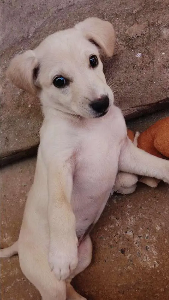 Cachorro ra a SRD com Labrador idade 2 a 6 meses nome Meg