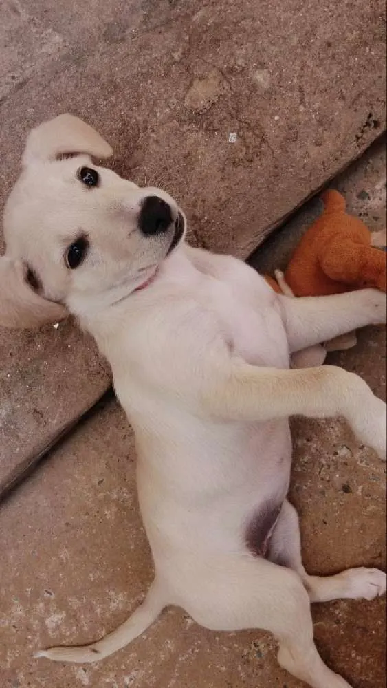 Cachorro ra a SRD com Labrador idade 2 a 6 meses nome Meg