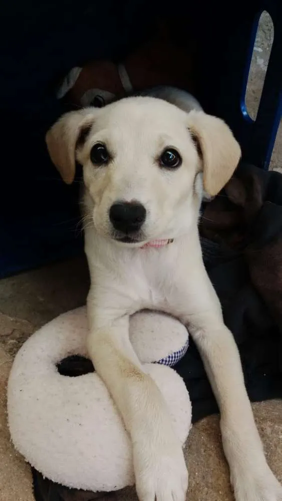 Cachorro ra a SRD com Labrador idade 2 a 6 meses nome Meg