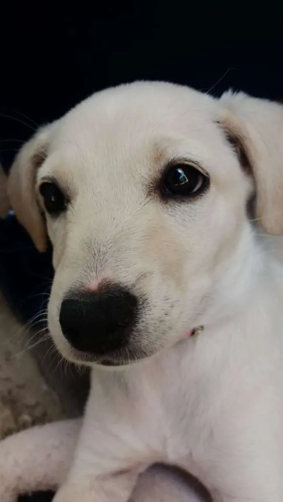 Cachorro ra a SRD com Labrador idade 2 a 6 meses nome Meg