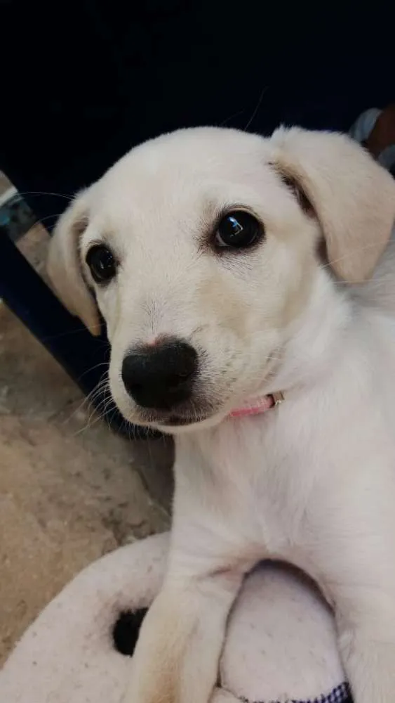 Cachorro ra a SRD com Labrador idade 2 a 6 meses nome Meg