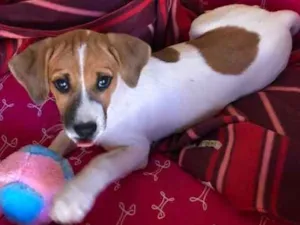 Cachorro raça Sem raça definida idade 7 a 11 meses nome Filó