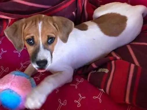 Cachorro ra a Sem raça definida idade 7 a 11 meses nome Filó