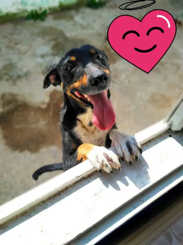 Cachorro ra a SRD idade 3 anos nome Anita