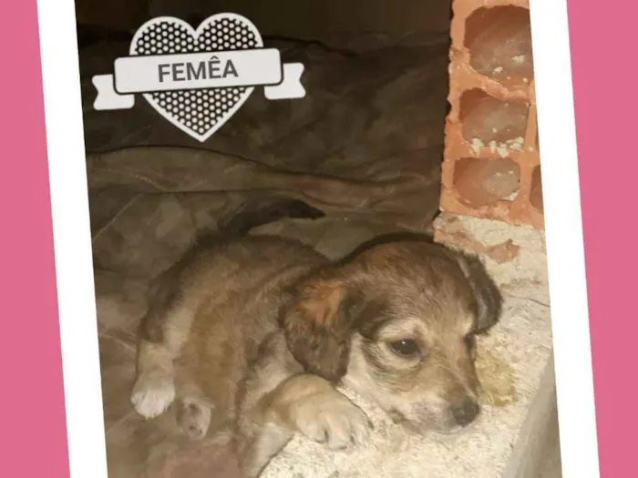 Cachorro ra a Vira lata misturado com pinche idade Abaixo de 2 meses nome Ariel,  Thor , 