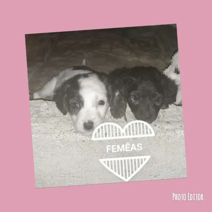 Cachorro ra a Vira lata misturado com pinche idade Abaixo de 2 meses nome Ariel,  Thor , 