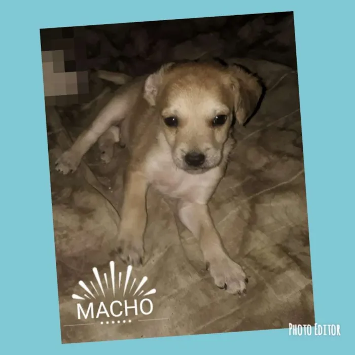 Cachorro ra a Vira lata misturado com pinche idade Abaixo de 2 meses nome Ariel,  Thor , 